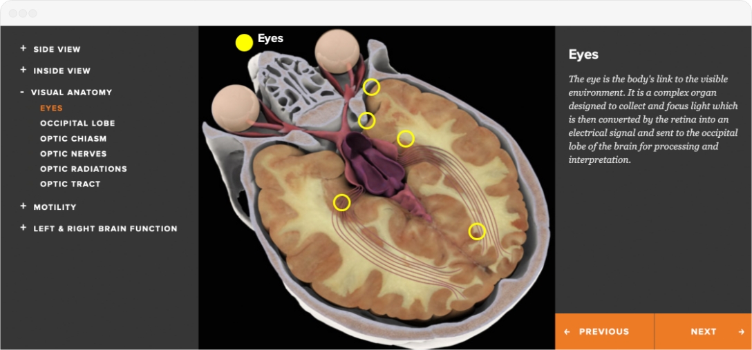 Interactive Brain Online Tool